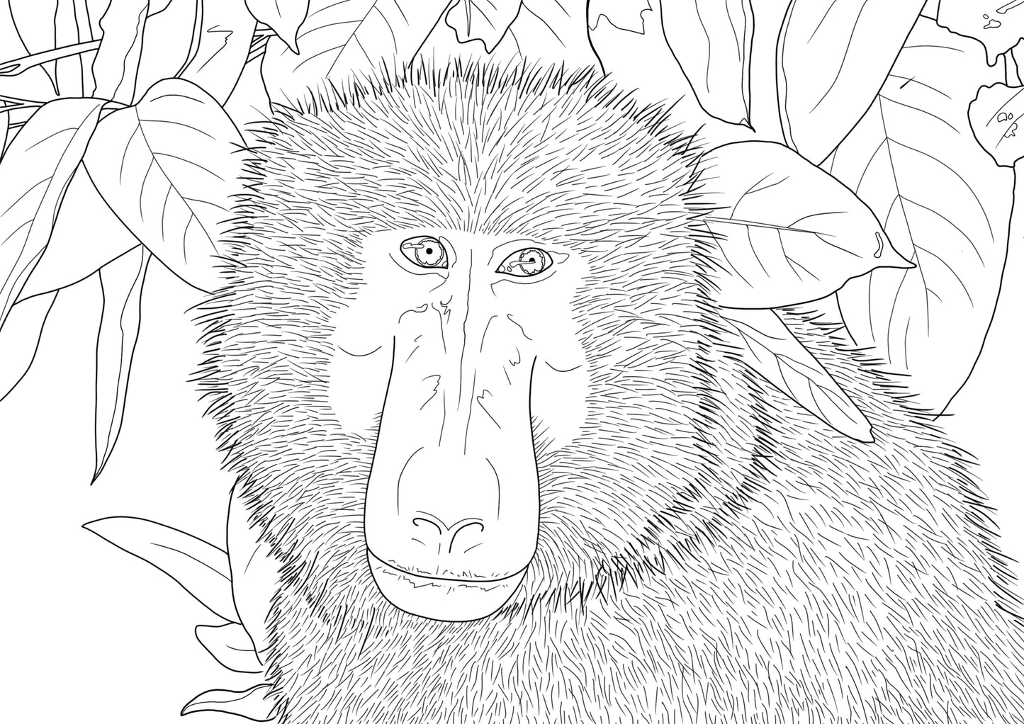 Line drawing of the long face of a baboon peering out from tropical foliage. 