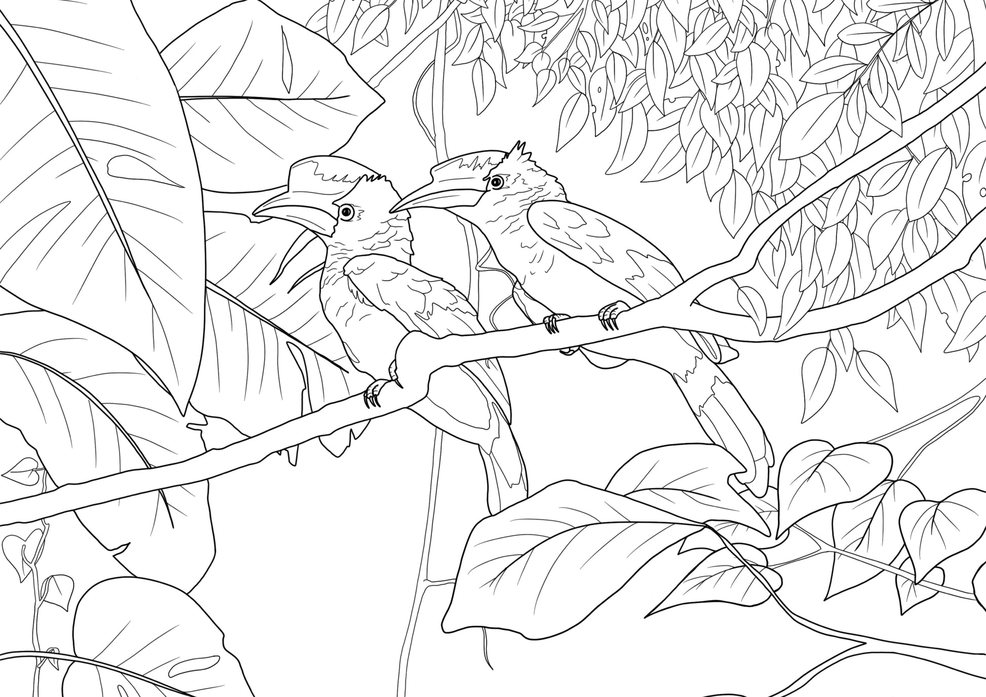 Line drawing of two black-and-white-casqued hornbill birds sitting on a branch amid tropical foliage