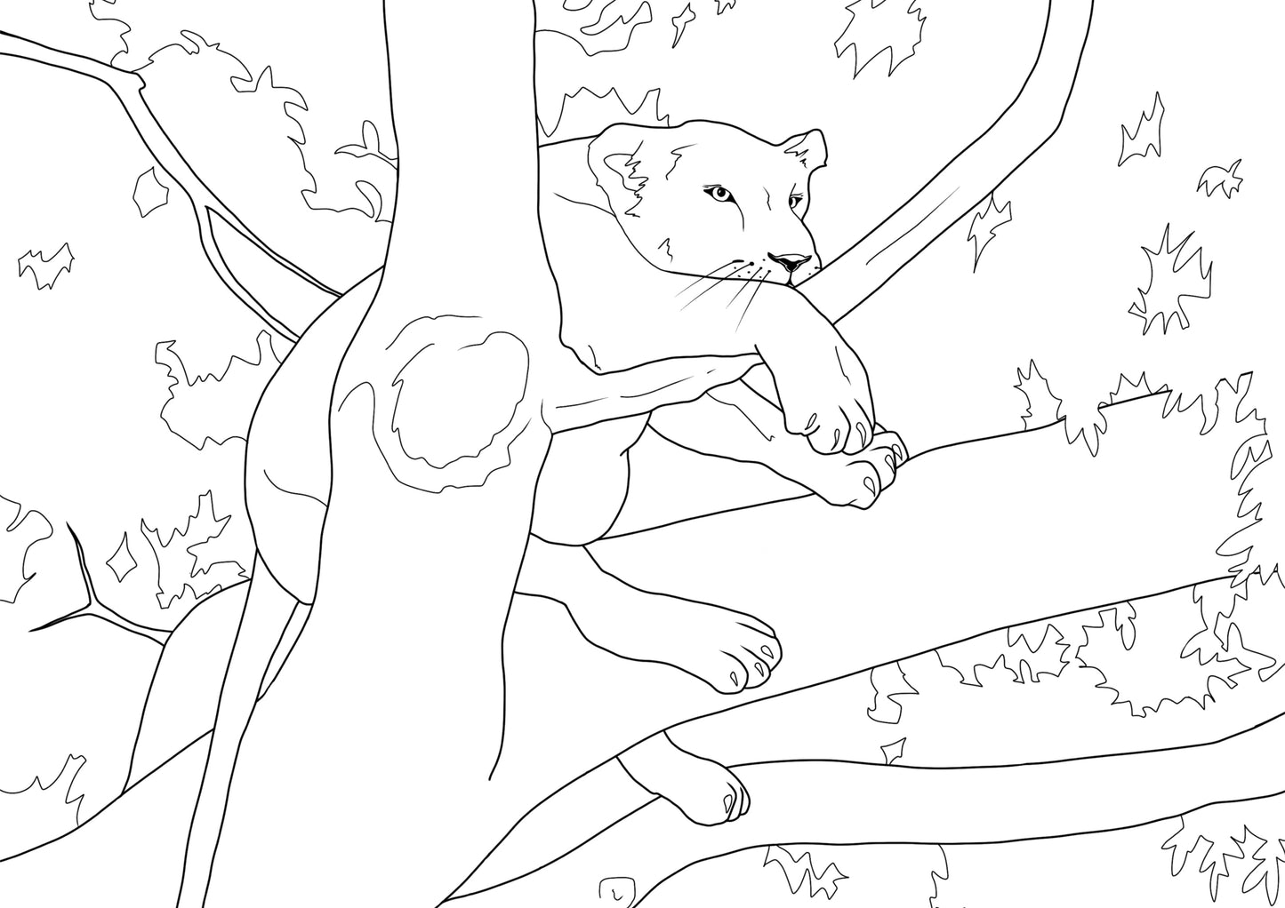 Line drawing of a young lioness resting in an overhead tree-top. One of the famous tree-climbing lions of Queen Elizabeth National Park in Uganda.