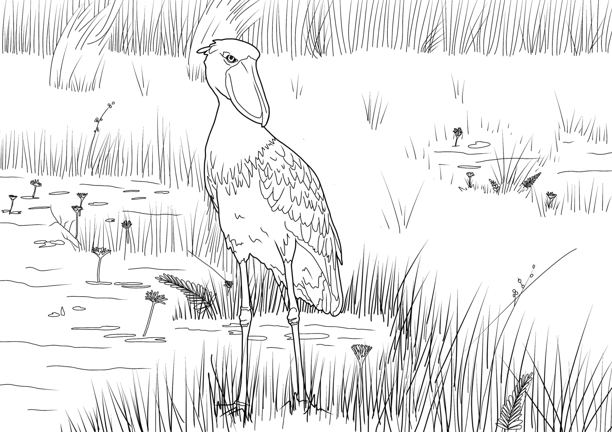 Line drawing of a shoebill stork wading through Mbambma swamp. The bird's head is turned sideways and a single eye glares intentently.