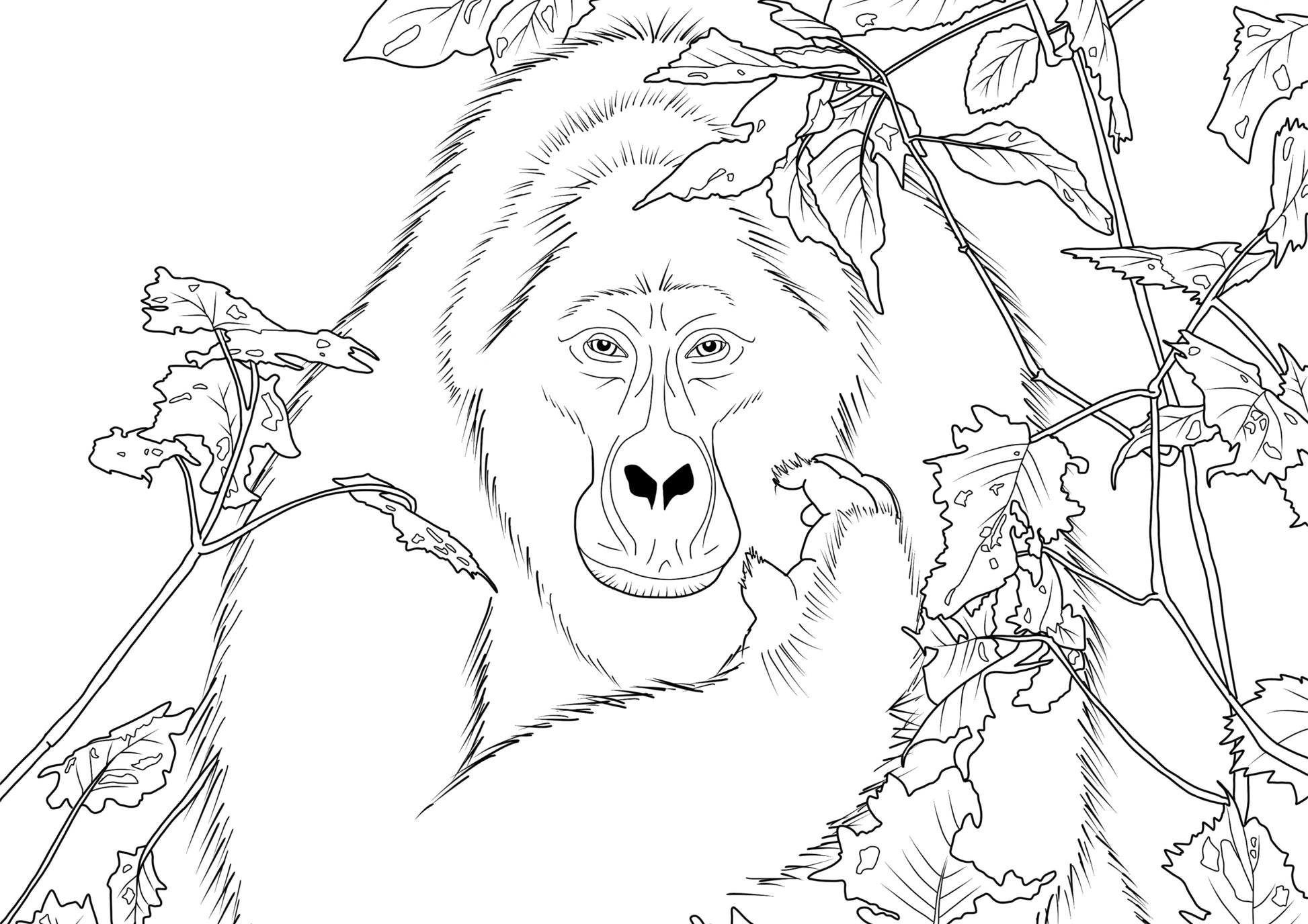 Line drawing of a silverback gorilla peering out through bug-eaten foliage in Bwindi Impenetrable Forest. The gorilla is calmly scratching his face with one hand and staring at the viewer with curiosity.